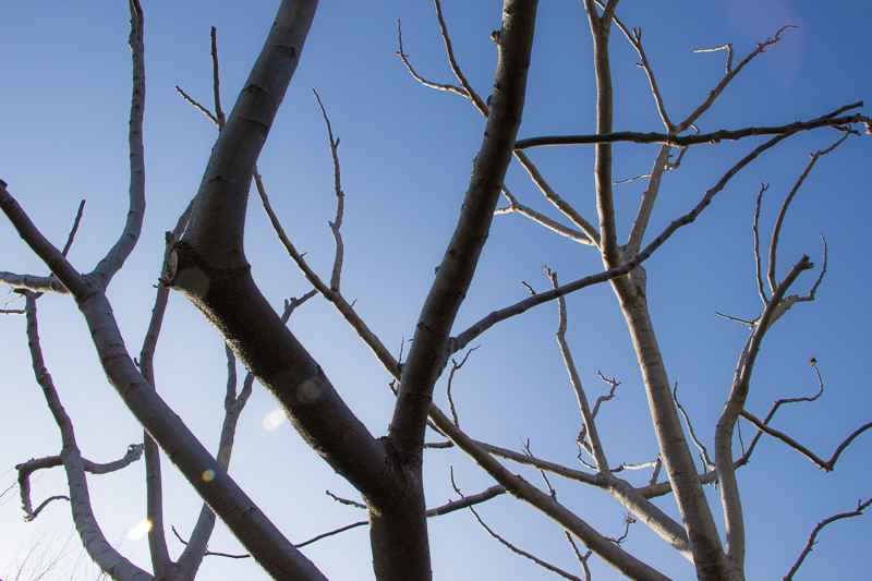 IMG_0959.jpg - My Tree