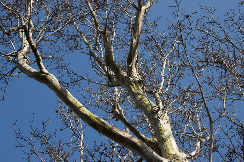 IMG_0963.jpg - My Tree