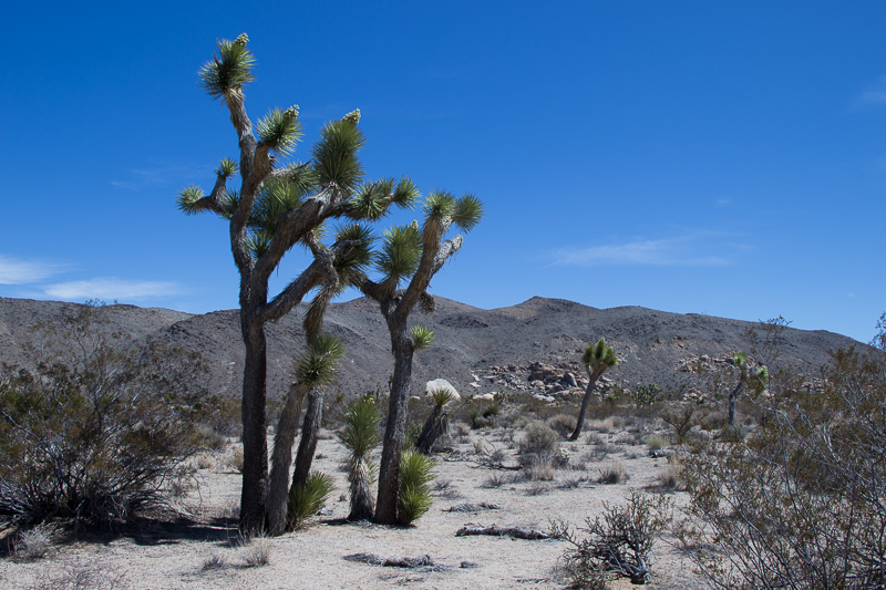 IMG_1173.jpg - Joshua Tree NP, CA