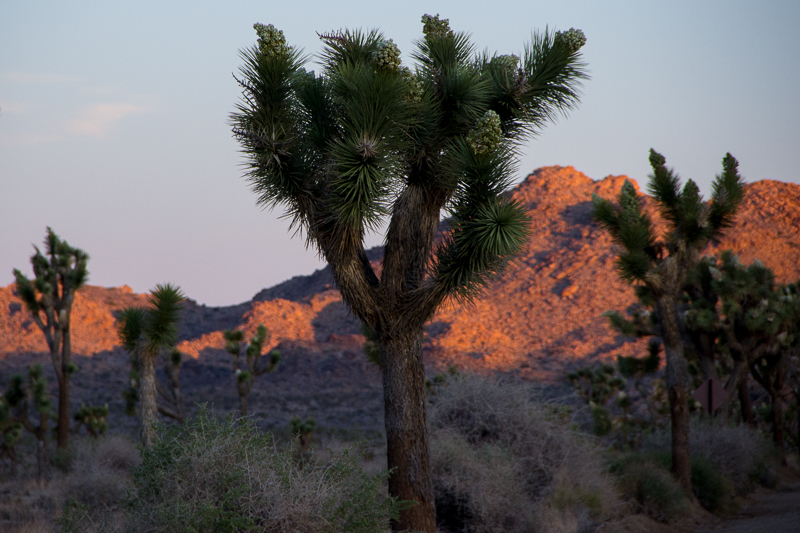 IMG_1211.jpg - Joshua Tree NP, CA