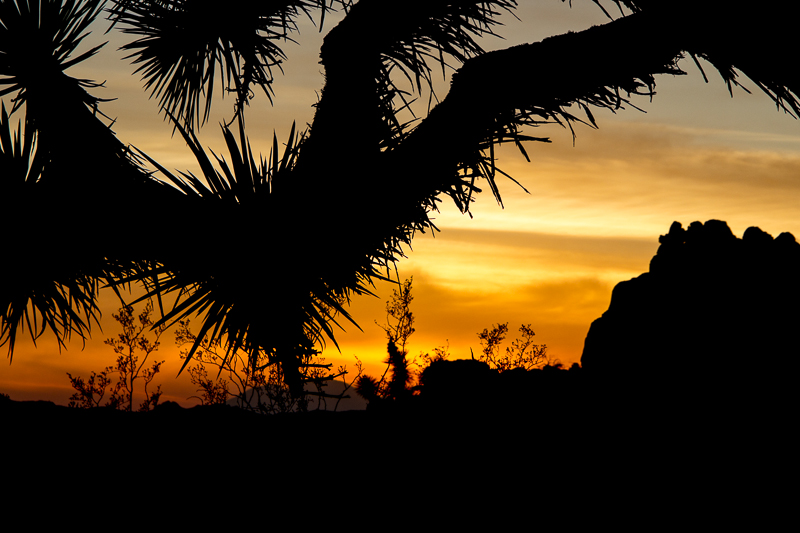 IMG_1282.jpg - Joshua Tree NP, CA