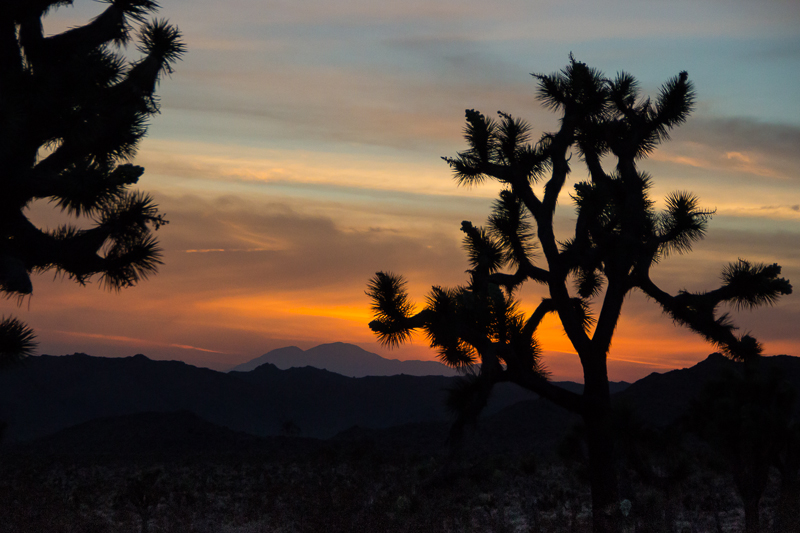 IMG_1287.jpg - Joshua Tree NP, CA