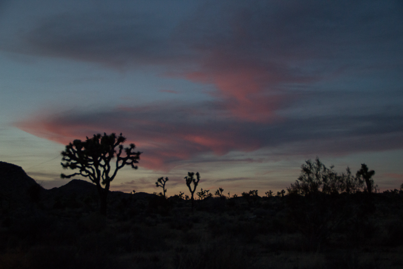 IMG_1289.jpg - Joshua Tree NP, CA