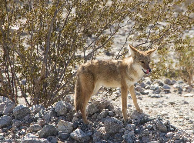 IMG_5517.jpg - Death Valley RT2014