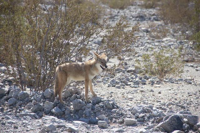 IMG_5524.jpg - Death Valley RT2014